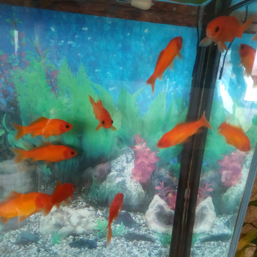 丁香花