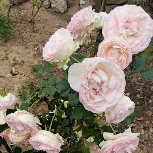 少年深秋身礼服侧身为她