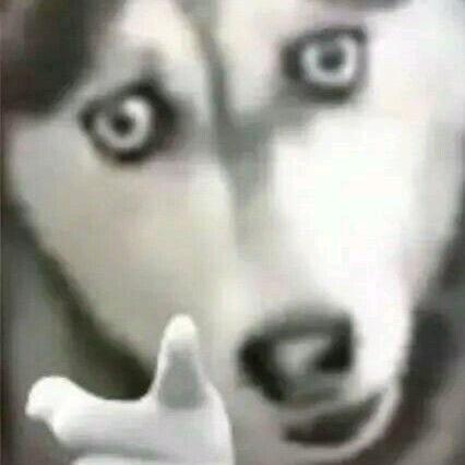 hsjshhdhdhc
