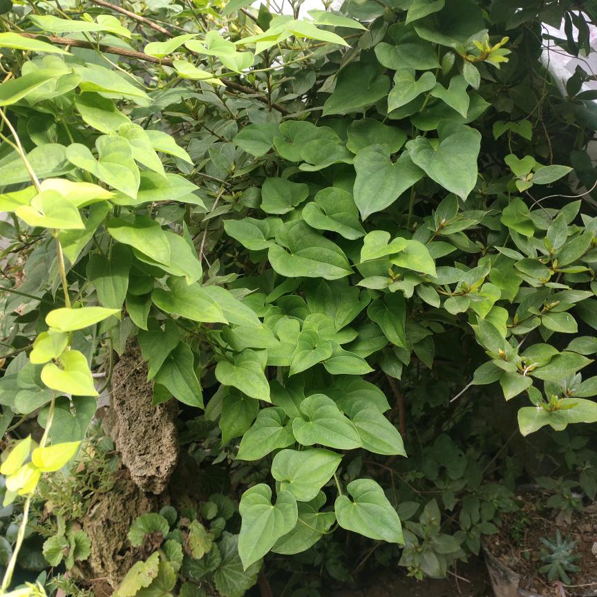 |为了生活才拼搏