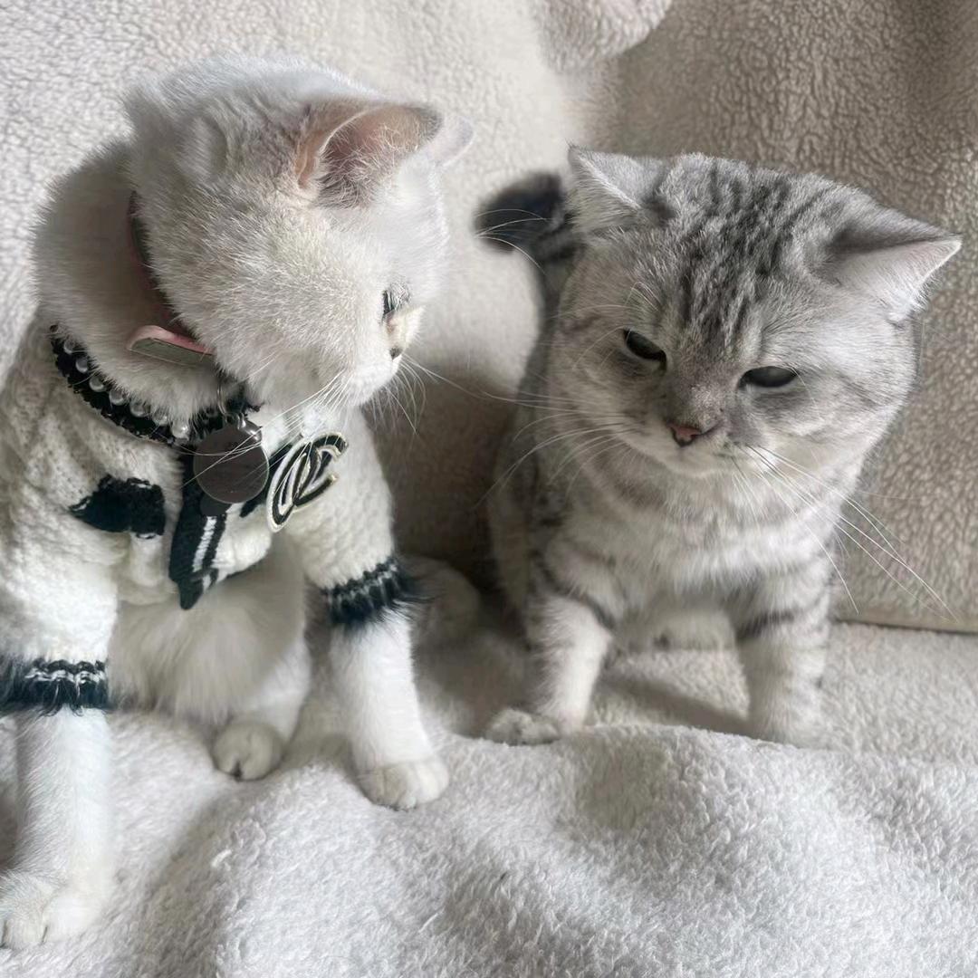 殷桃^布丁