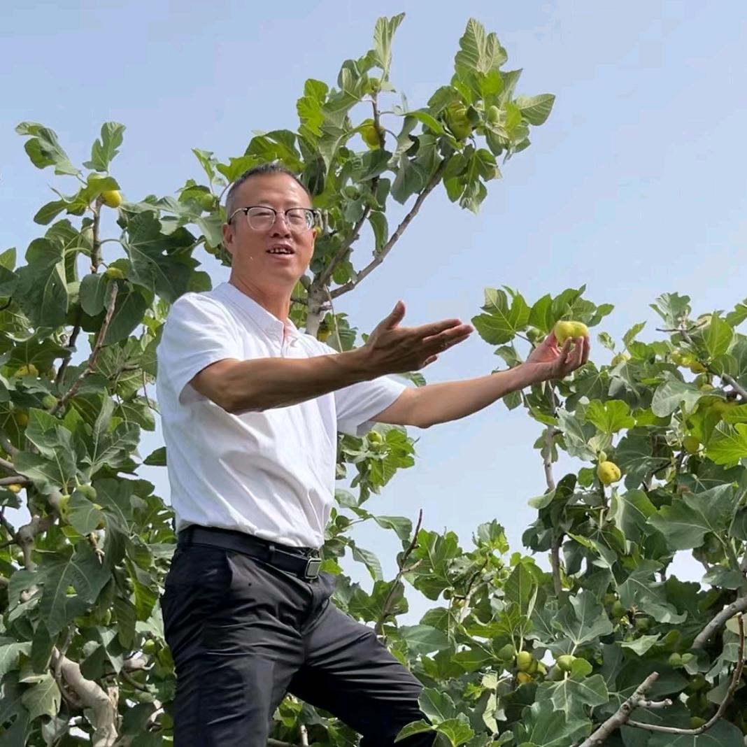 中国无花果大叔