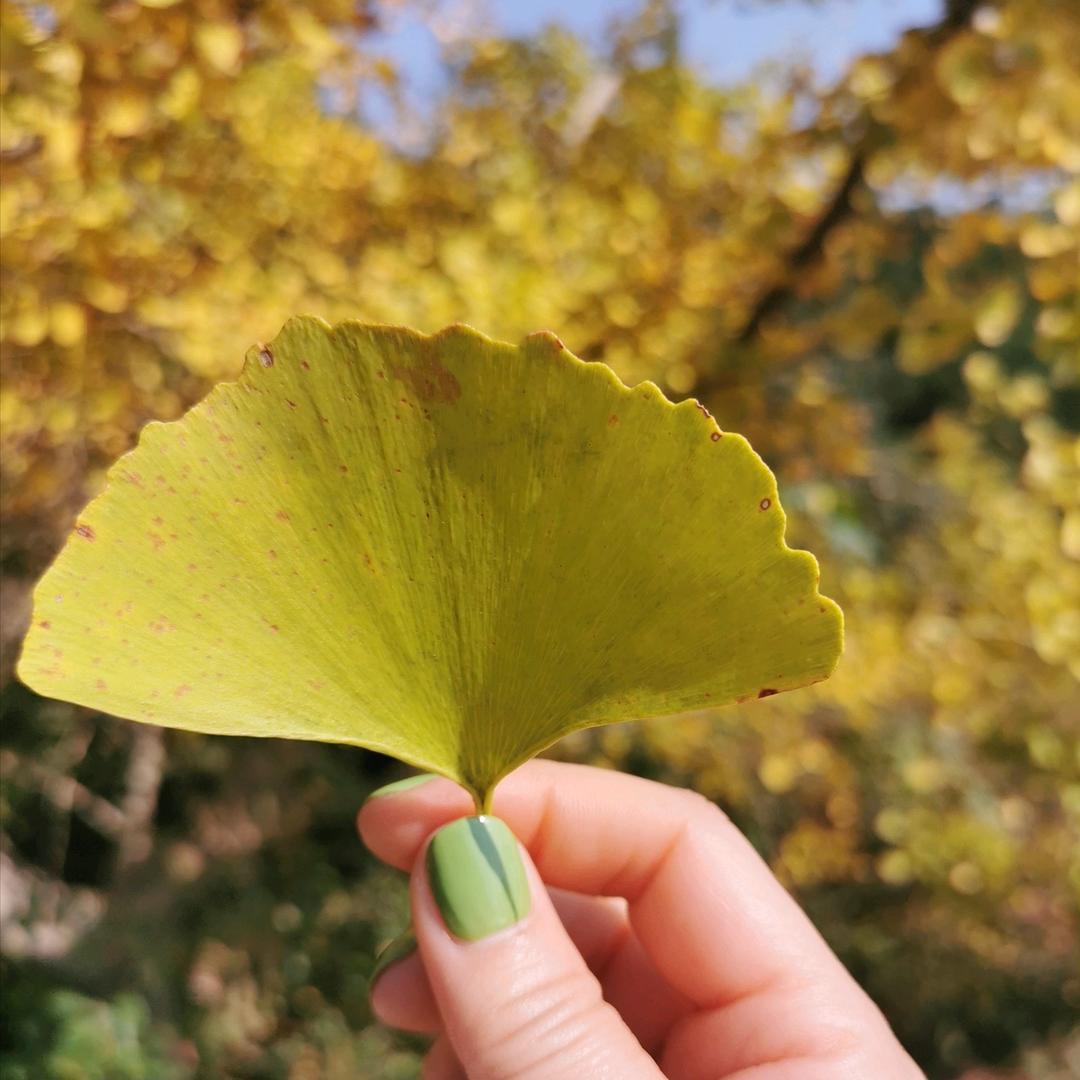 晨曦🍁