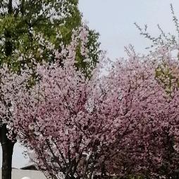 小方（好物分享）