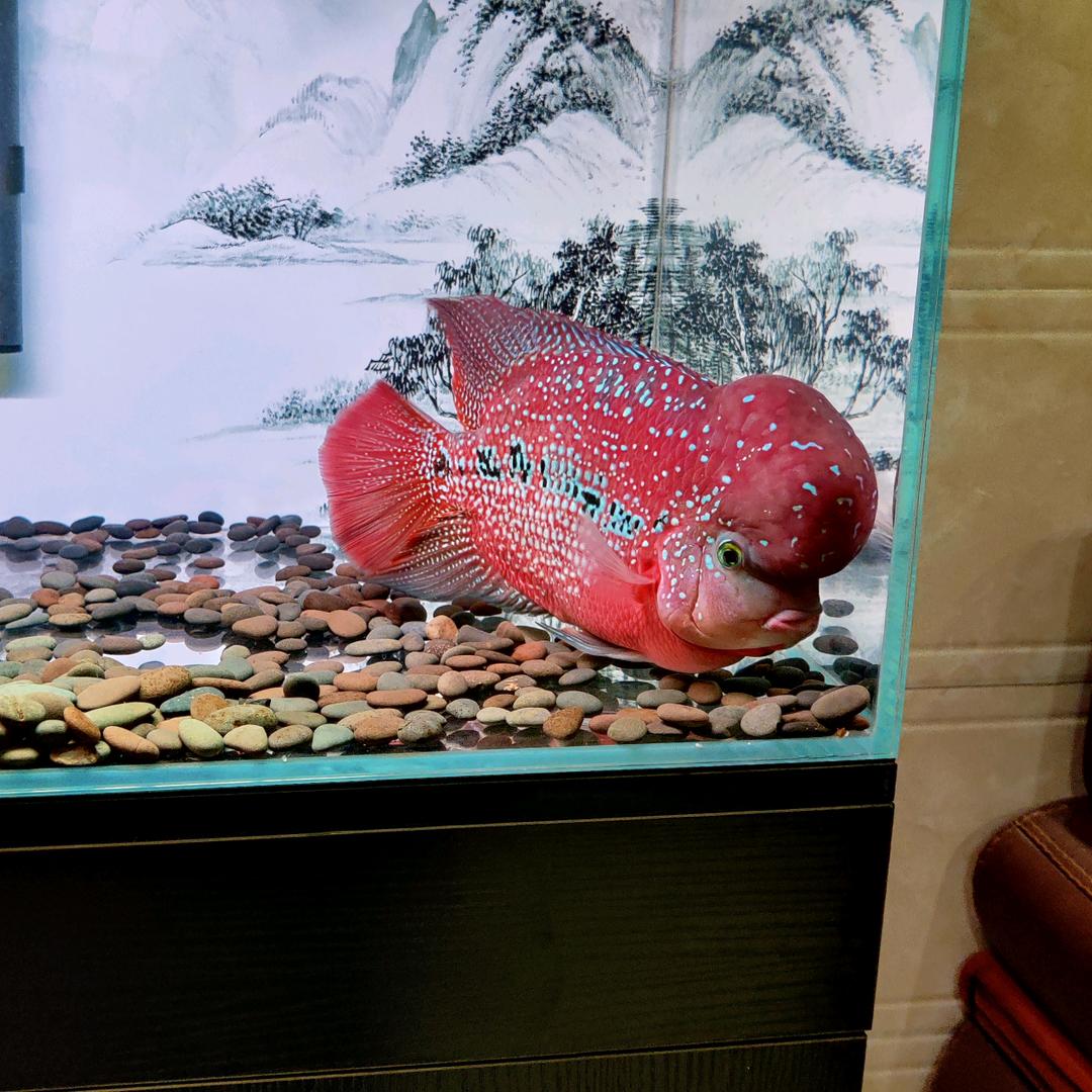 有家罗汉鱼（合润泰水族馆）
