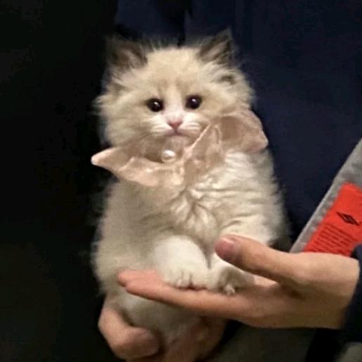 米阿默卡丹莎公主。