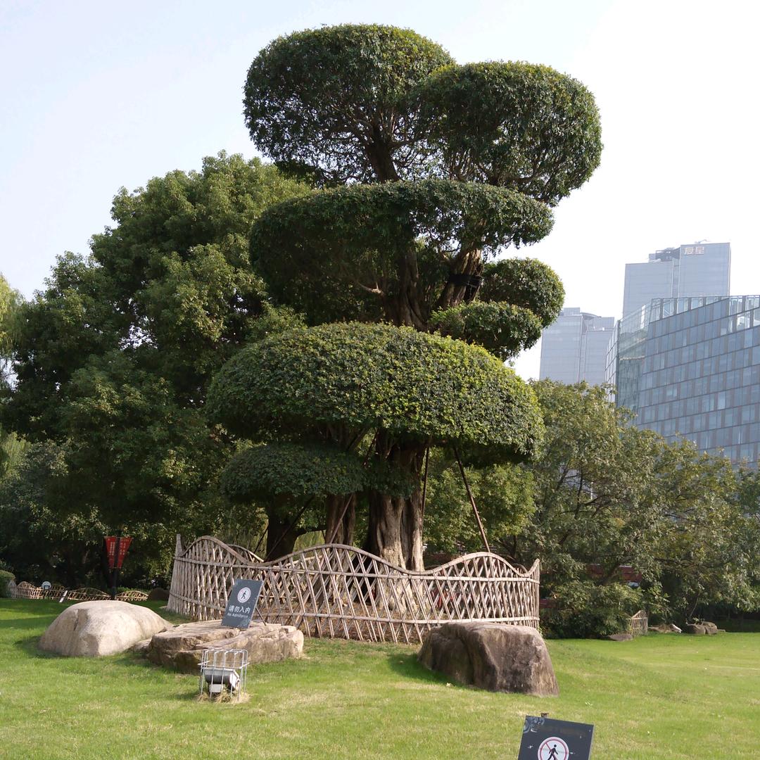 杨林