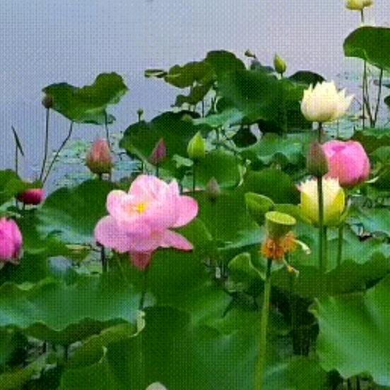童玥