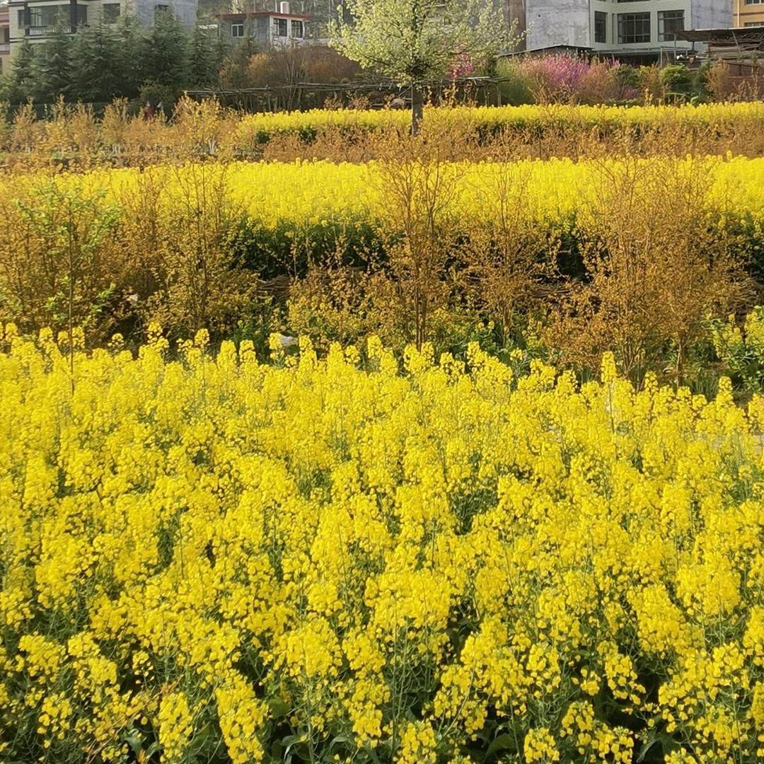 淡然
