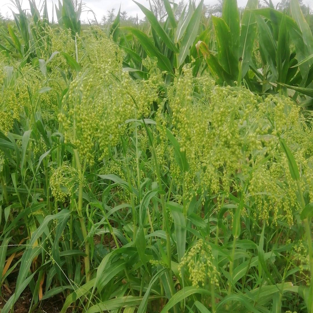 柳暗花明