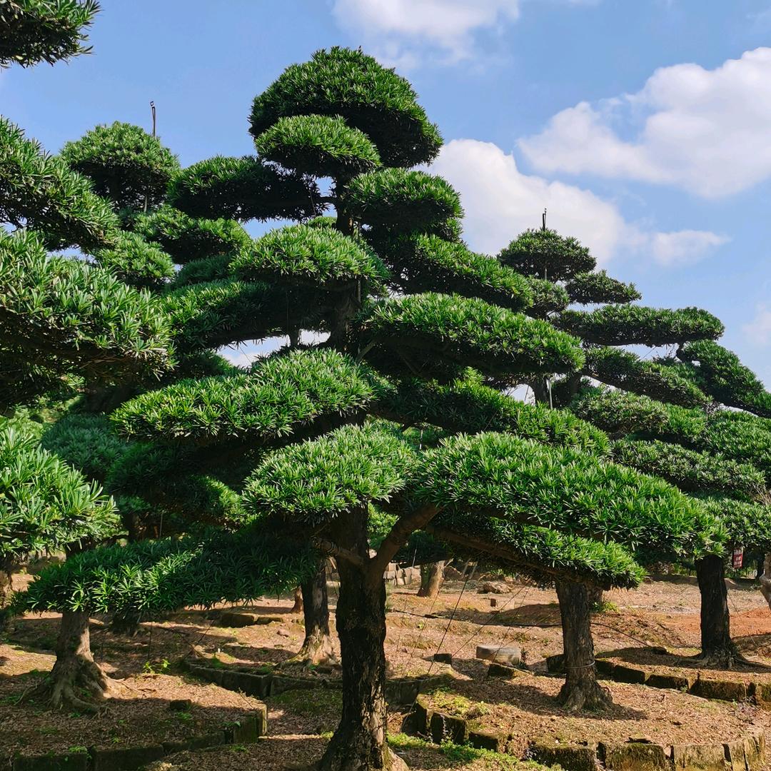 奕霏园🌴