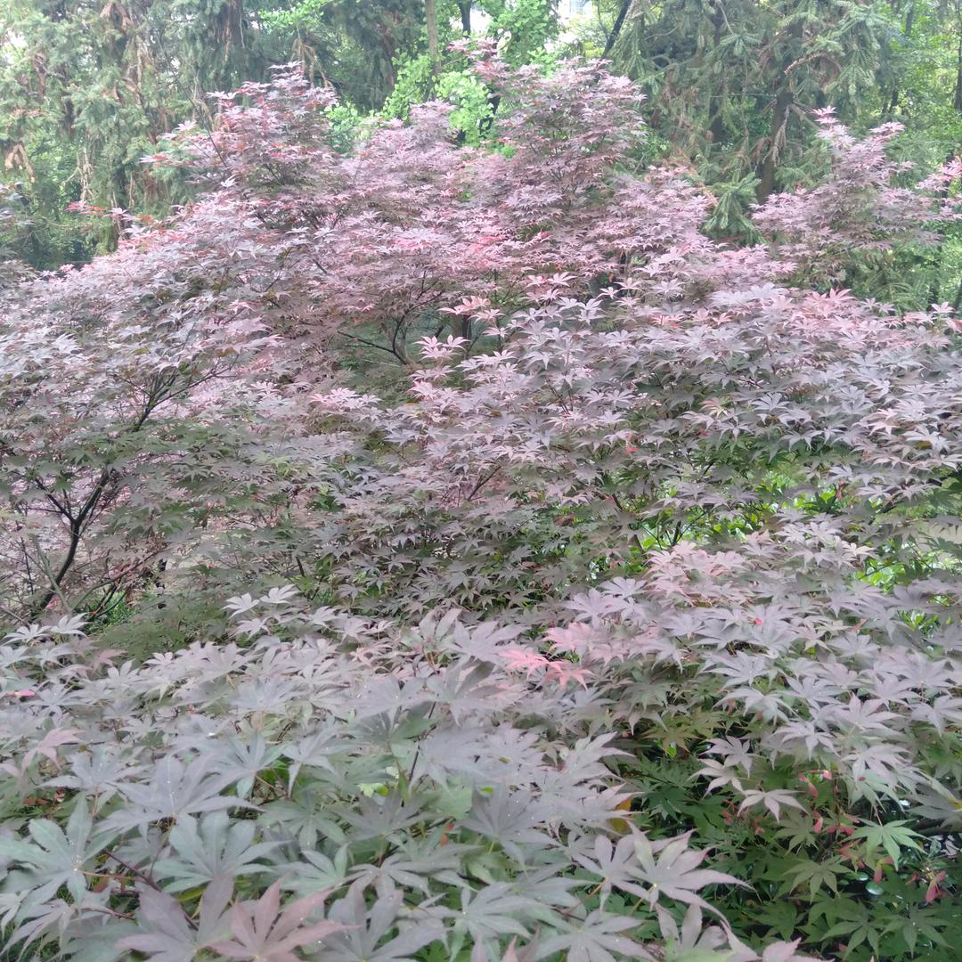 香妃