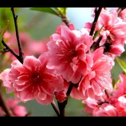 春暖花开