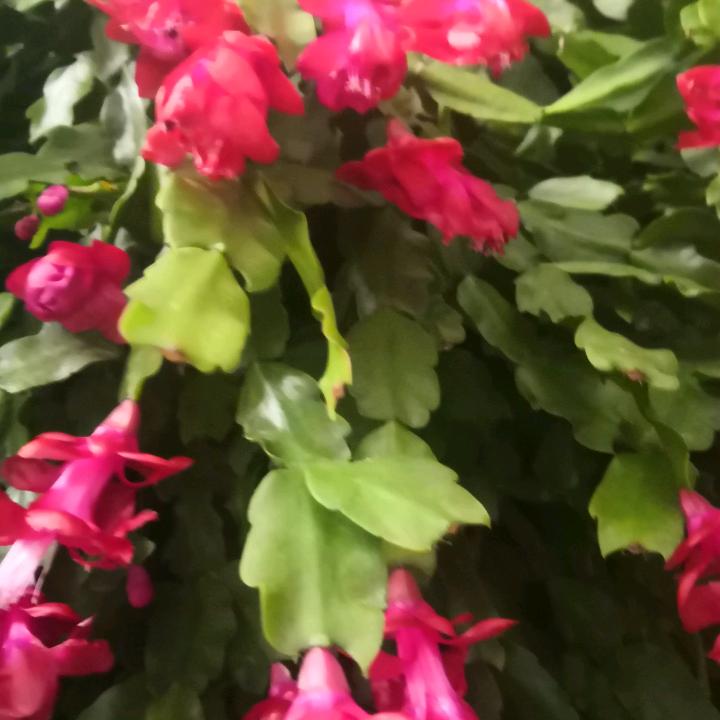 含羞草