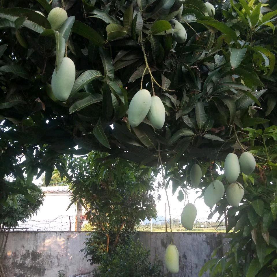 李小兵