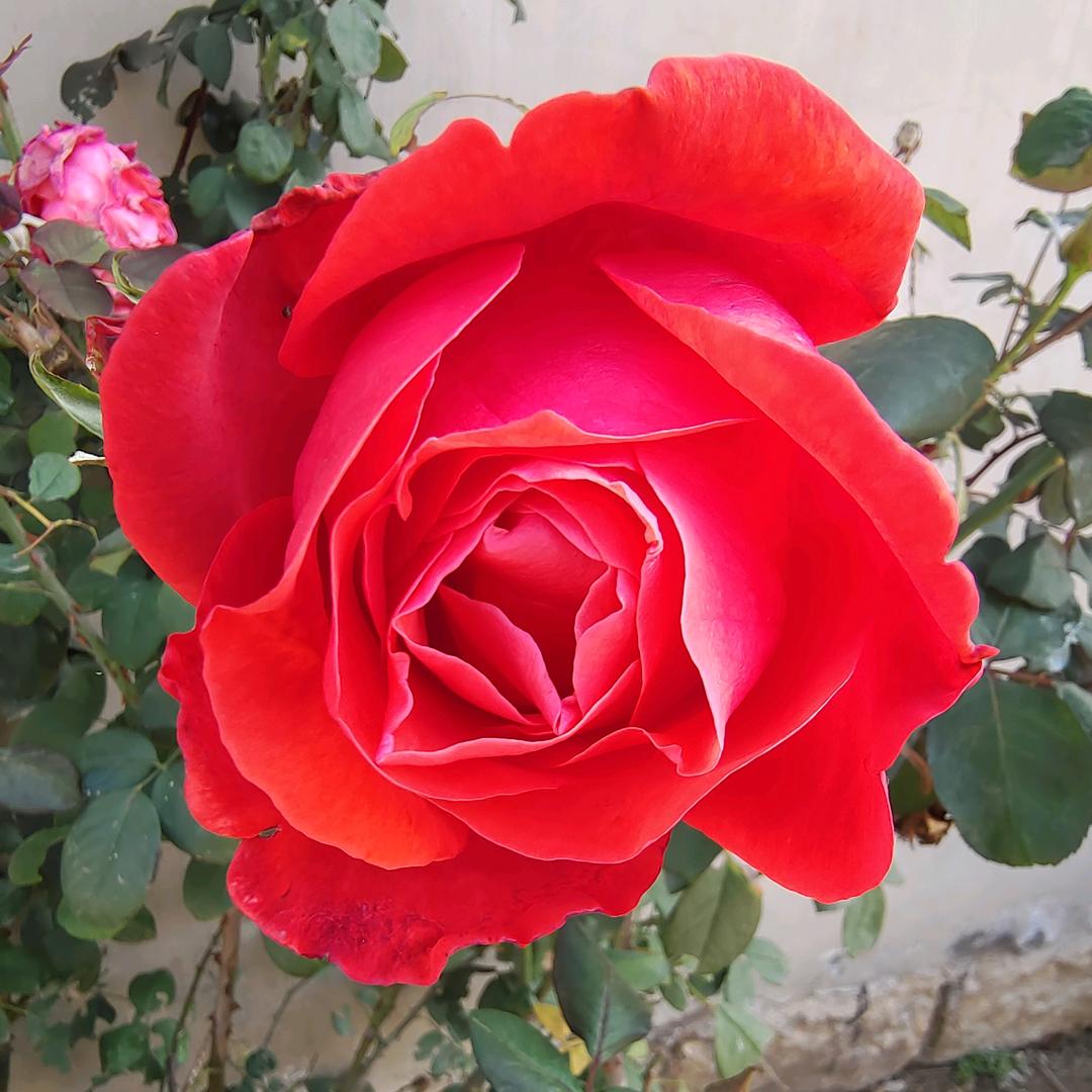 小静和图图的童装店