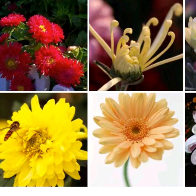 🌺鑫良凌辰🌺