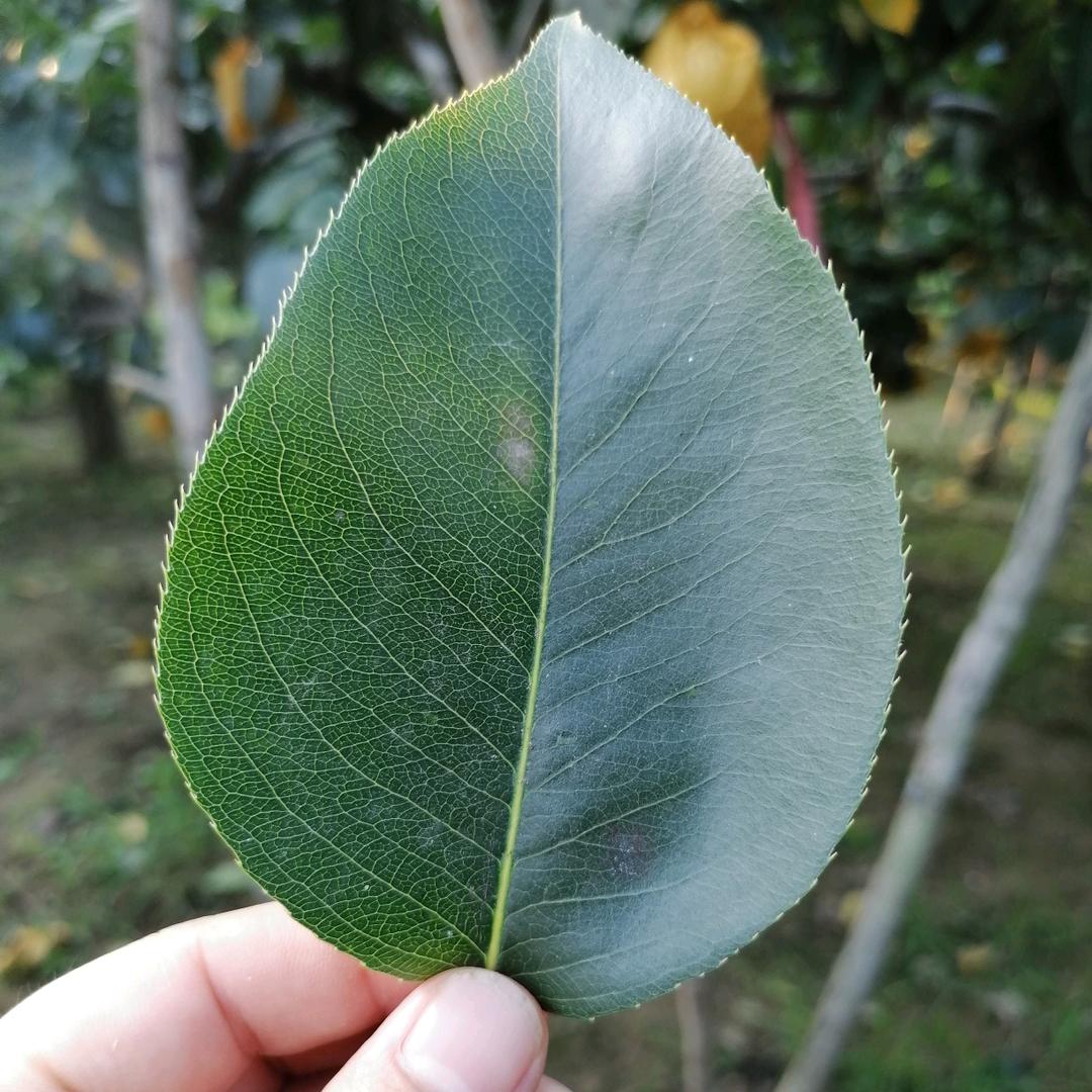 仙人掌