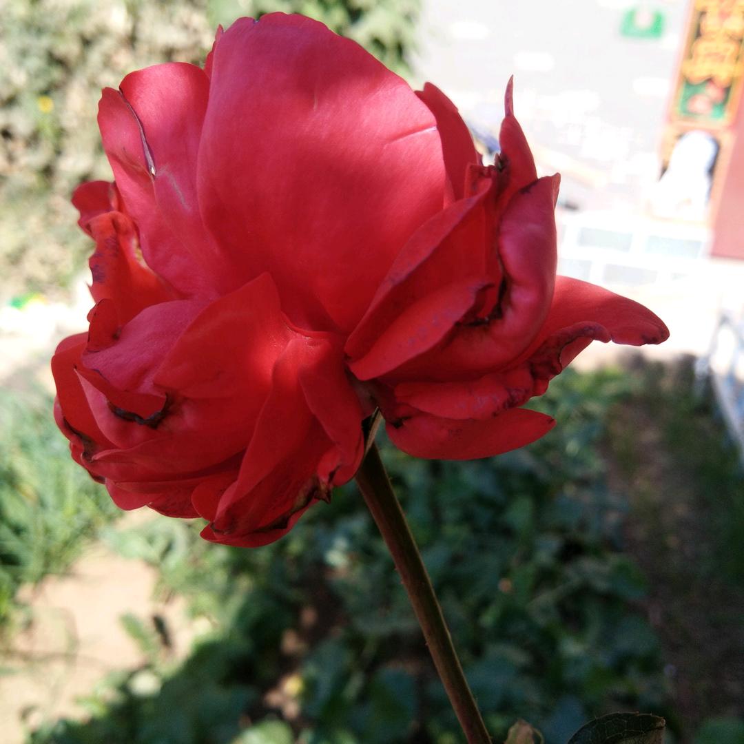 平安一生