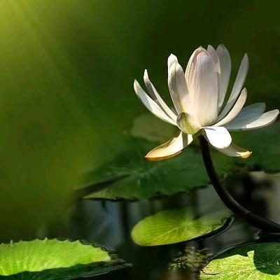 八月的菇凉