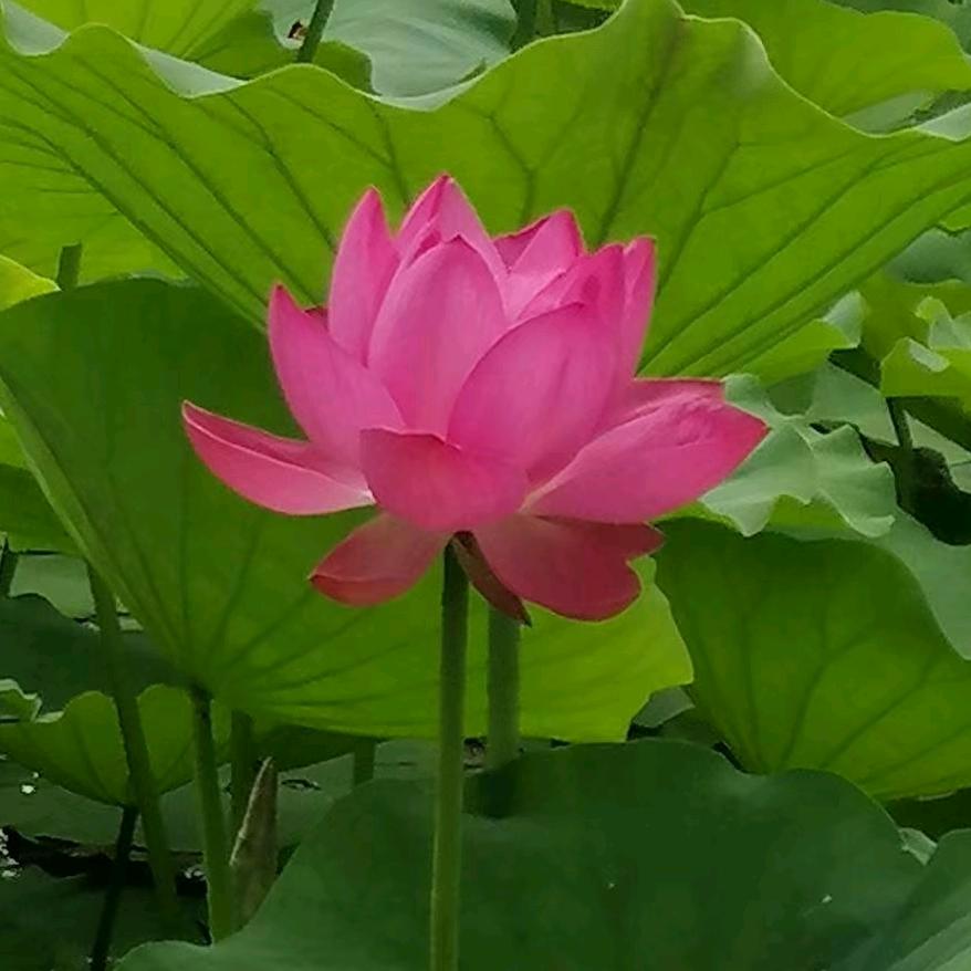 红姐🌹