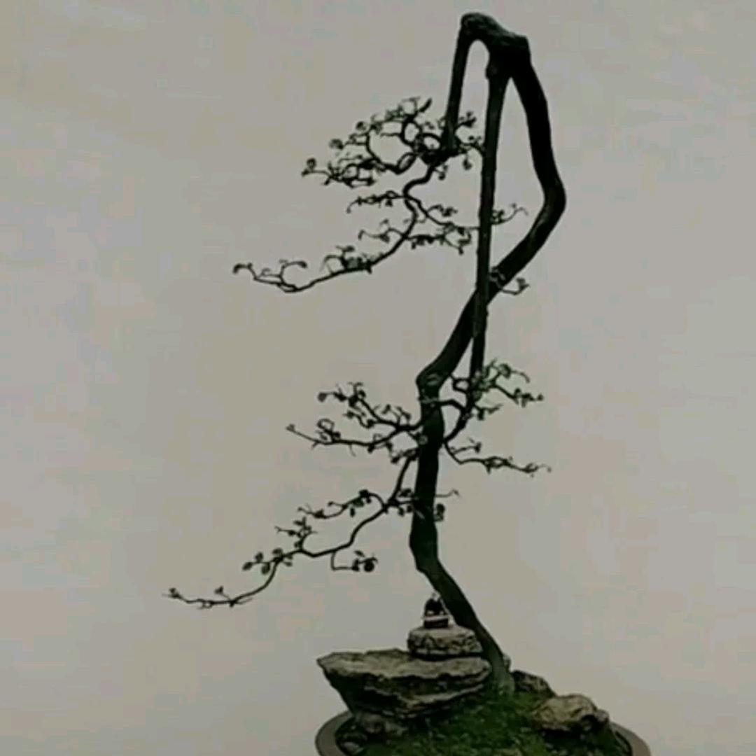 炜凌金弹子盆景