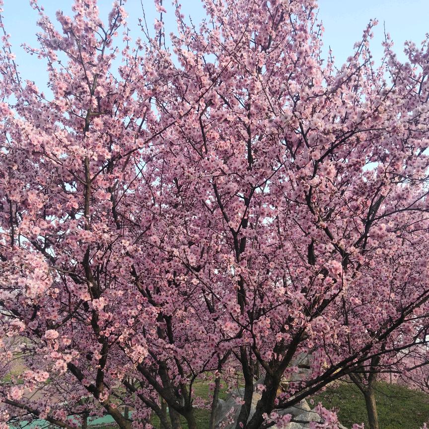 爱吃风霜雪叶的夏天