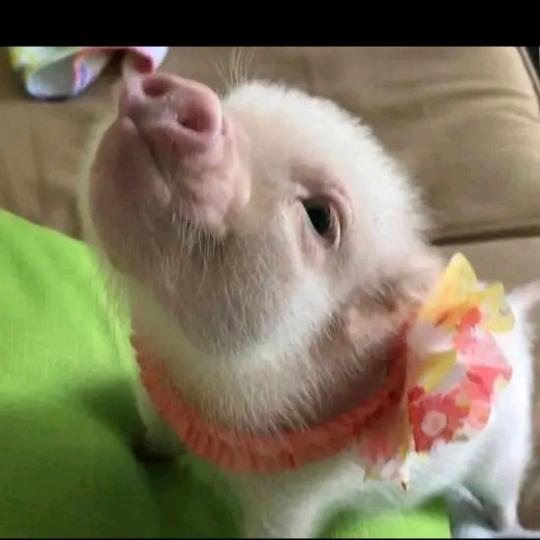 柳暗花明