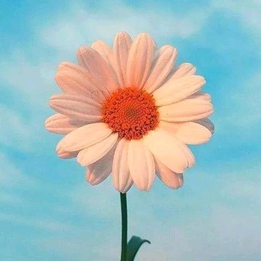 暑色夕阳