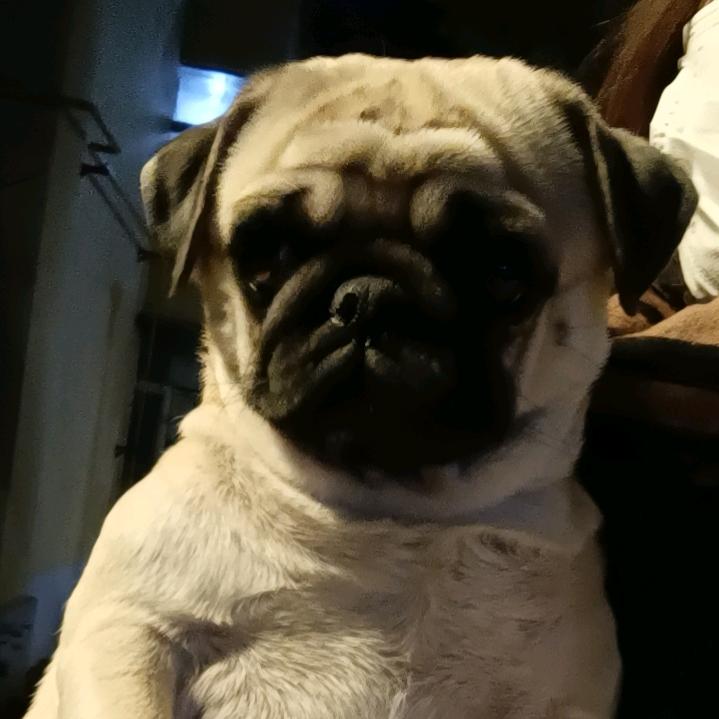 多多是只可爱的小巴哥