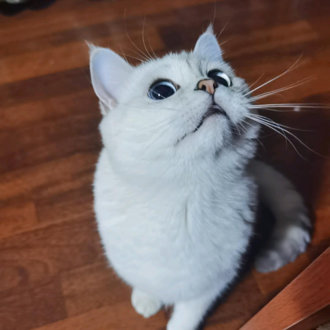 大碗是只猫