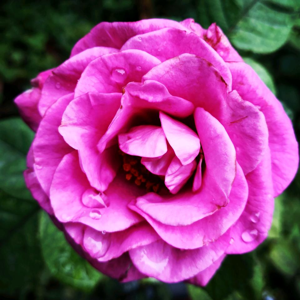 芳菲