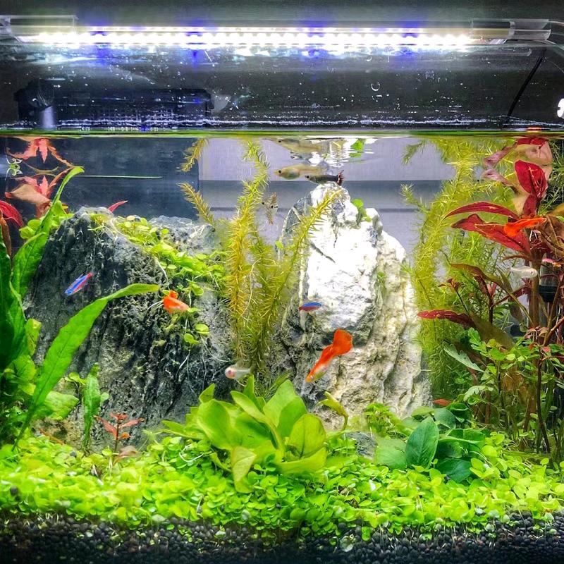水宠之源