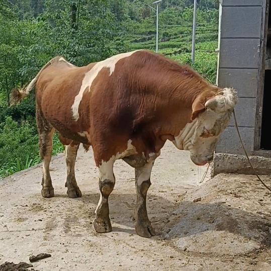 贵州黔南茗洲养牛