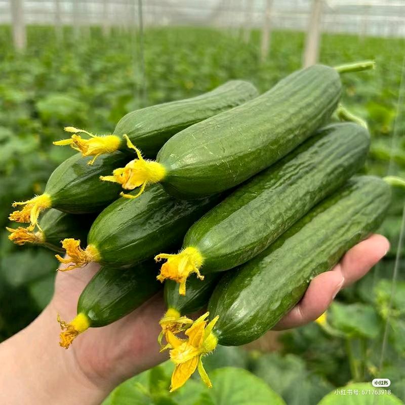 陈老师种黄瓜🥒