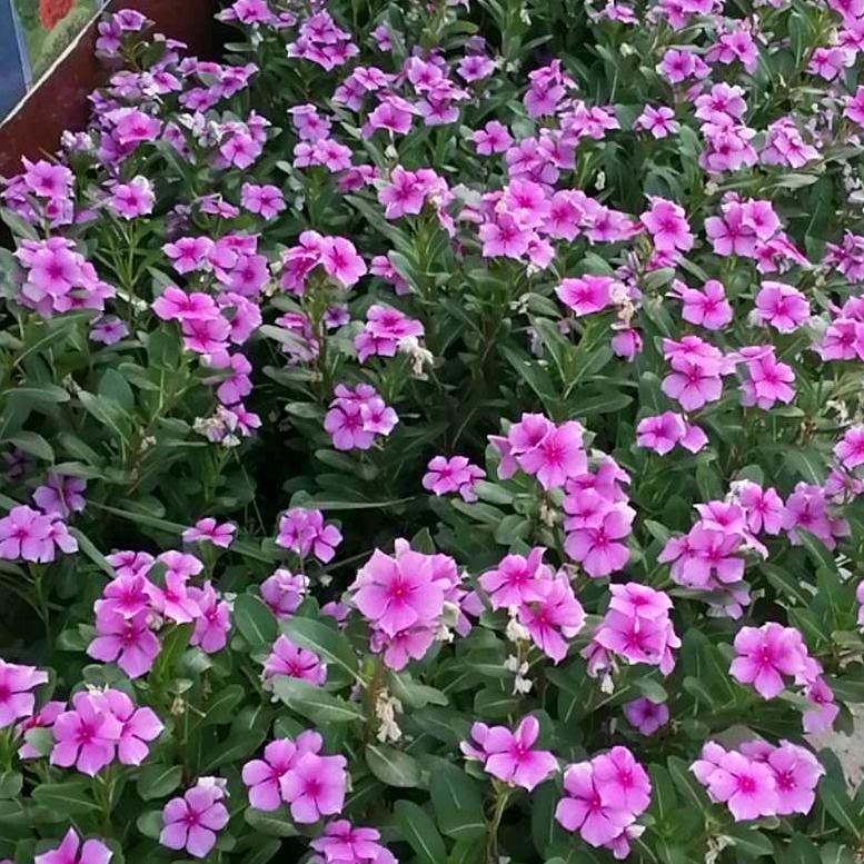 慧丽