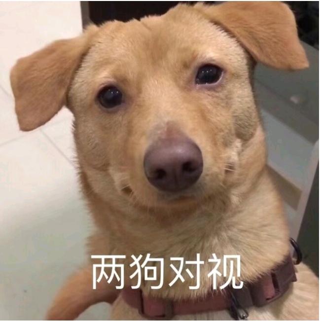 暗中观察·🐽·