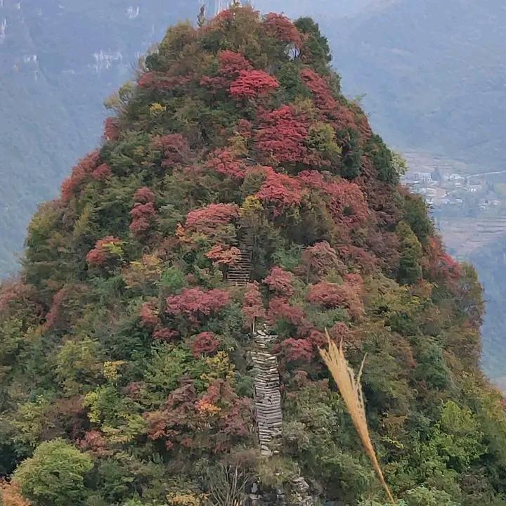 🔥金龙🔥🎤🐒