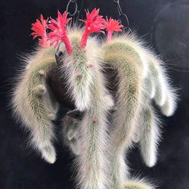 趣植园艺多肉九尾狐