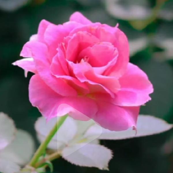 花开富贵1