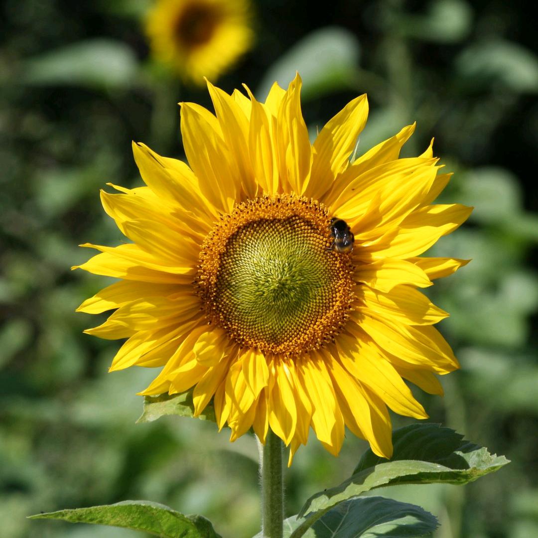 向日葵🌻
