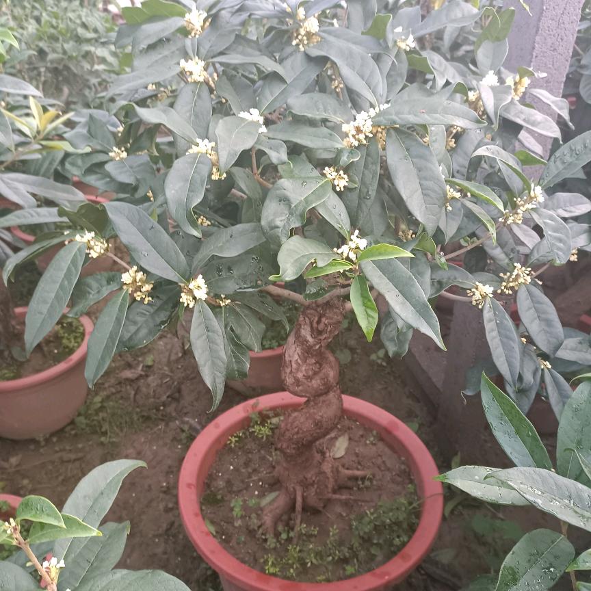 青州市景海花卉苗木有限公司