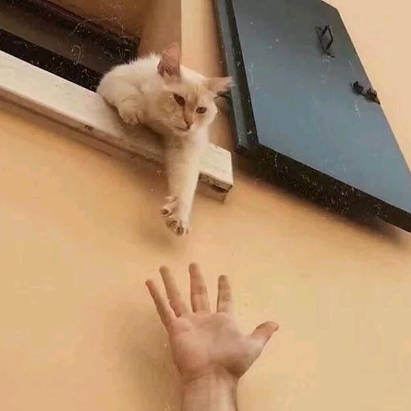L.