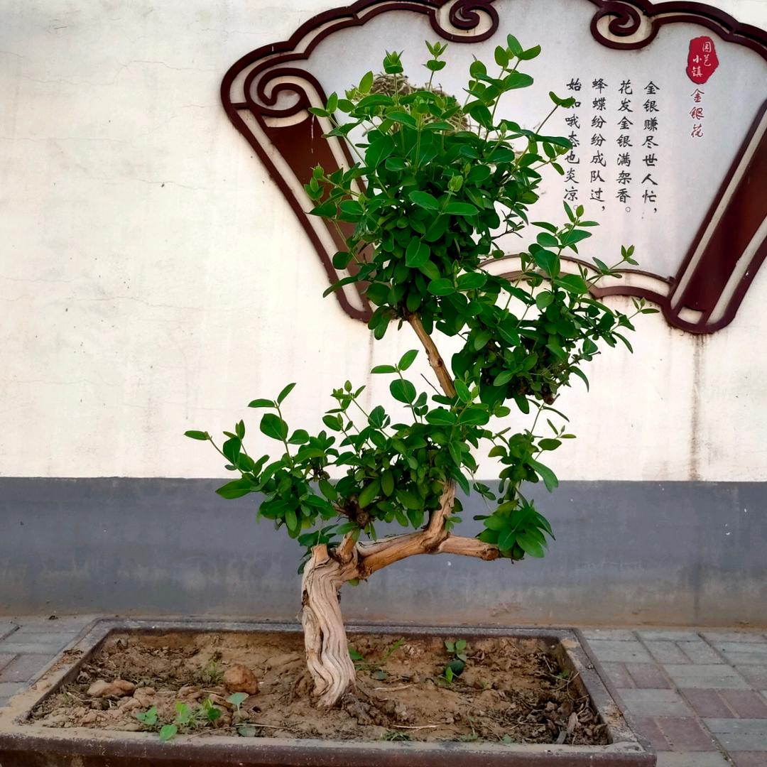 星星园艺种植园