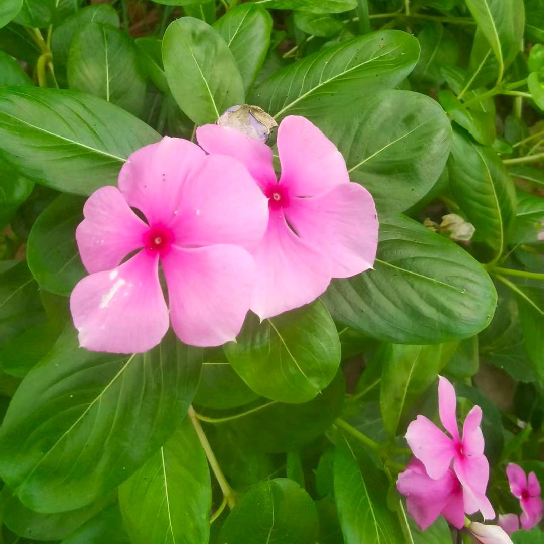 花好月圆