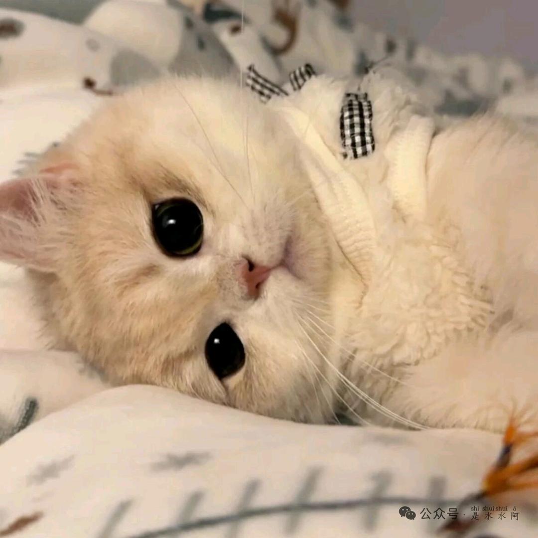 年年尔尔与嘉☹