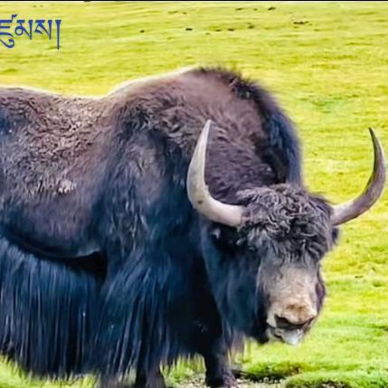 སྦྲ་ཚ་།扎擦