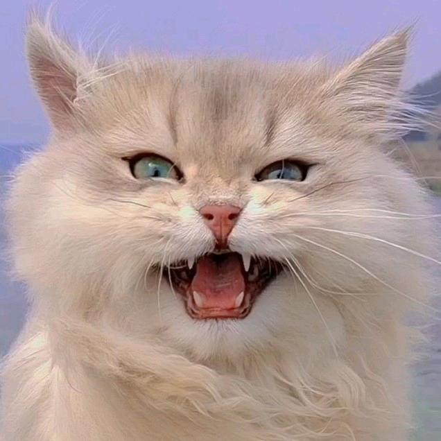 昆明辰贝金渐层猫舍