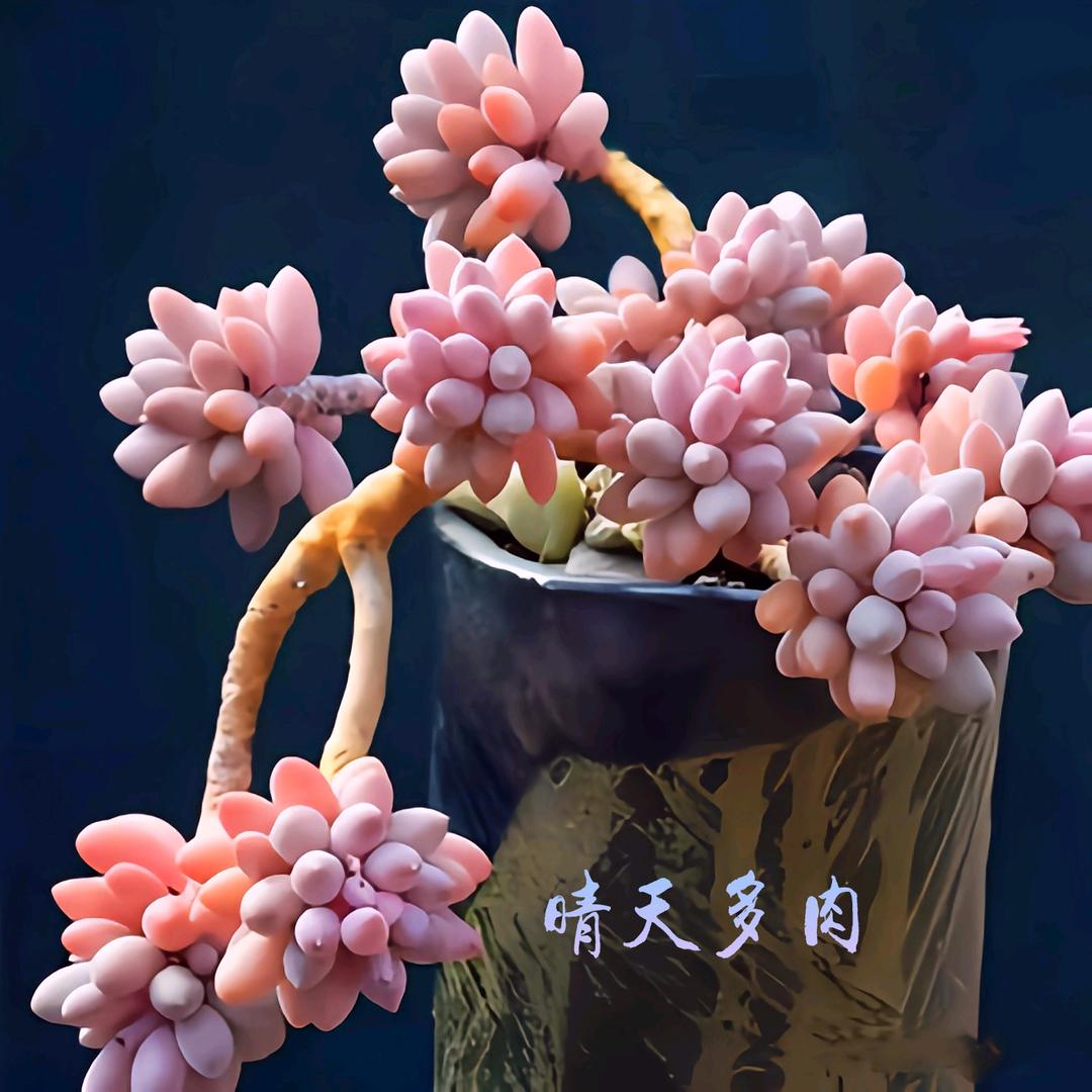 晴天多肉¹