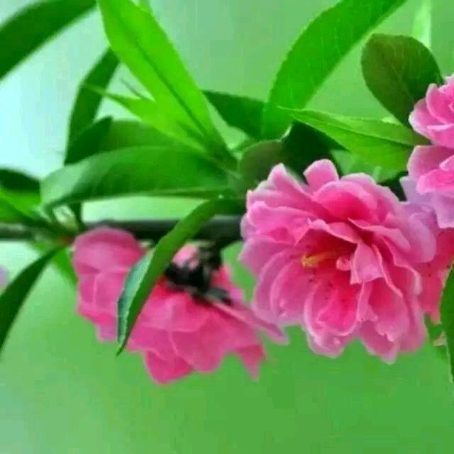 🌺✨洋妹一枝花✨🌺